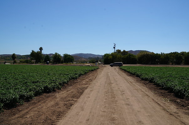 Underwood Farms.Peppers.Field11