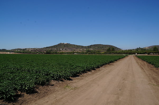 Underwood Farms.Peppers.Field03