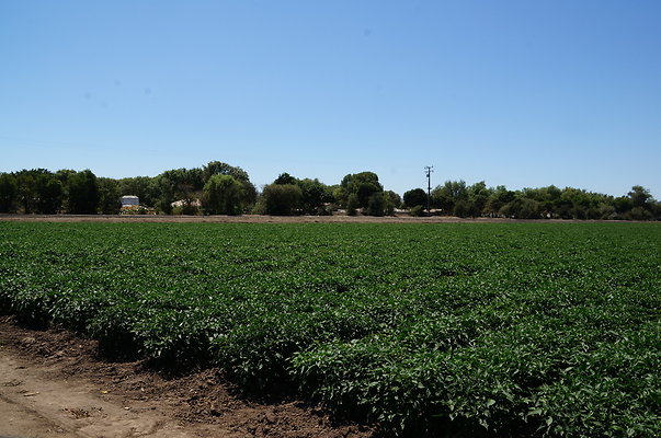 Underwood Farms.Peppers.Field12