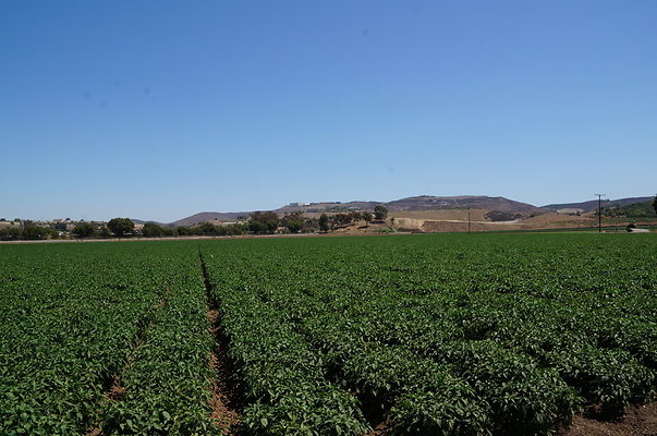 Underwood Farms.Peppers.Field10