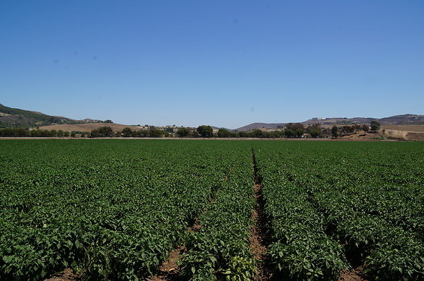 Underwood Farms.Peppers.Field05