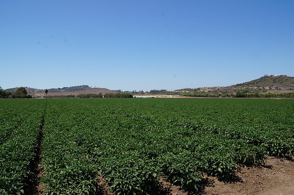 Underwood Farms.Peppers.Field07