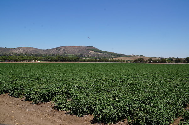 Underwood Farms.Peppers.Field09