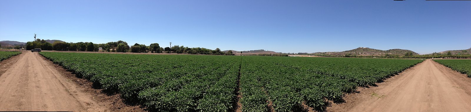 Underwood.Farms.Peppers.West.Pan