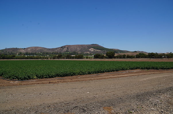 Underwood Farms.Parsley.Field.Road10 Underwood Farms.Parsley.Field.Road10