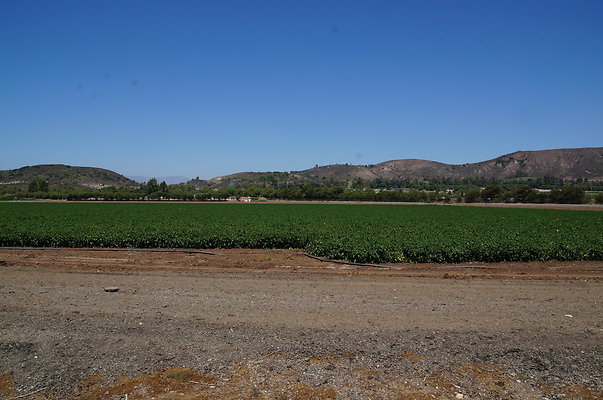 Underwood Farms.Parsley.Field.Road05 Underwood Farms.Parsley.Field.Road05