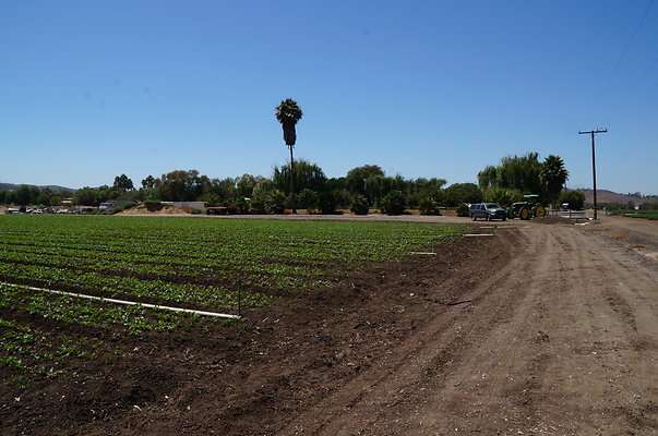 Underwood Farms.Parsley.Field.Road03 Underwood Farms.Parsley.Field.Road03