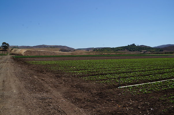 Underwood Farms.Parsley.Field.Road01 Underwood Farms.Parsley.Field.Road01