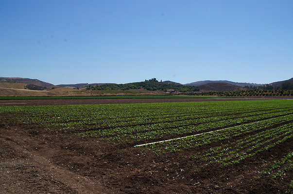 Underwood Farms.Parsley.Field.Road12 Underwood Farms.Parsley.Field.Road12