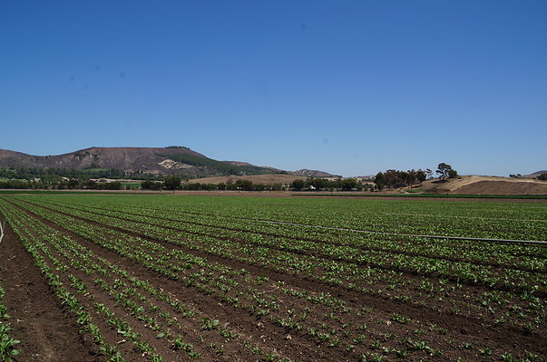 Underwood Farms.Parsley.Field.Center07