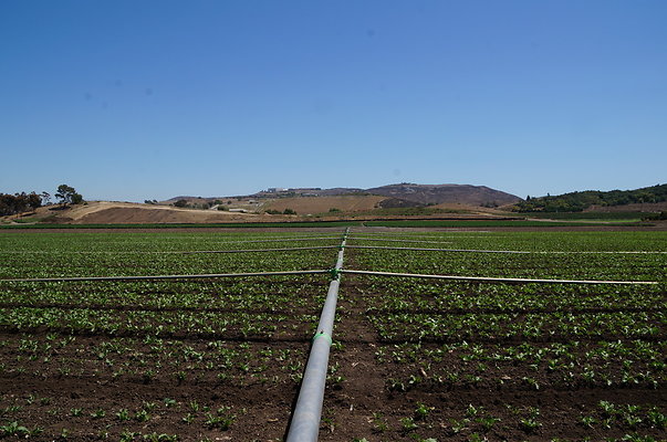 Underwood Farms.Parsley.Field.Center08