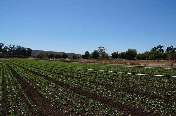 Underwood Farms.Parsley.Field.Center10