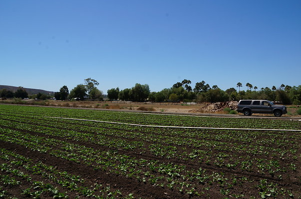 Underwood Farms.Parsley.Field.Center06