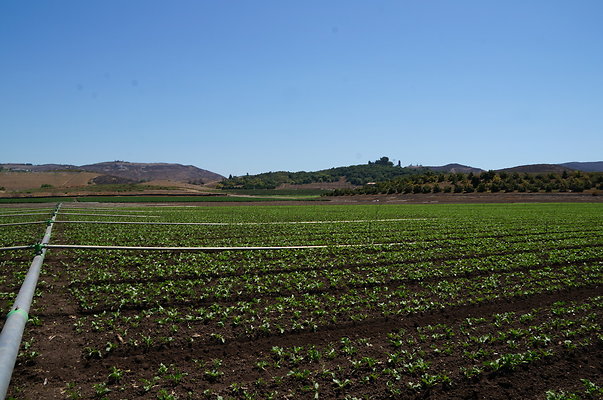 Underwood Farms.Parsley.Field.Center04