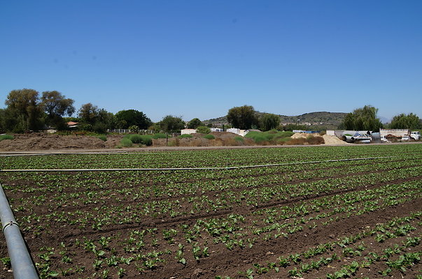 Underwood Farms.Parsley.Field.Center01