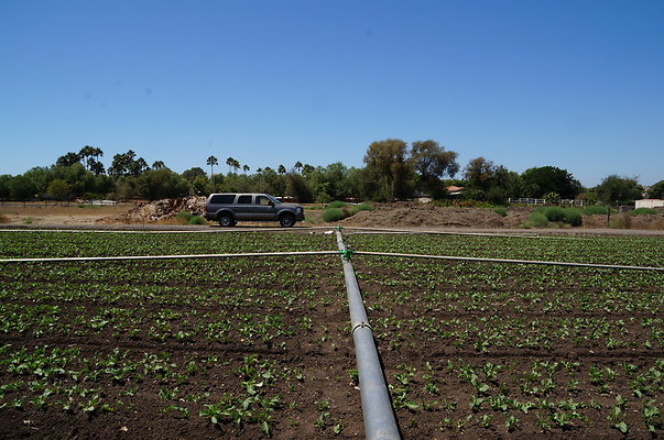 Underwood Farms.Parsley.Field.Center11