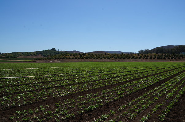 Underwood Farms.Parsley.Field.Center09