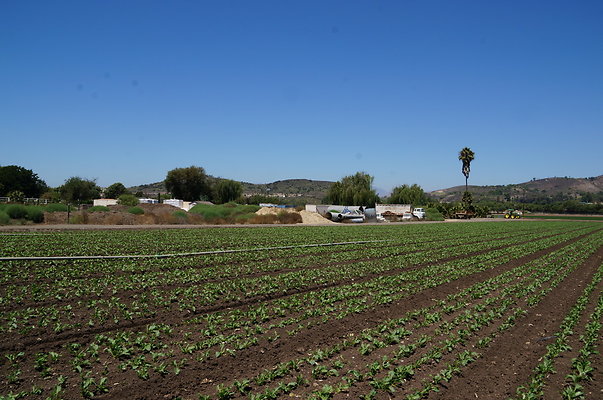 Underwood Farms.Parsley.Field.Center12