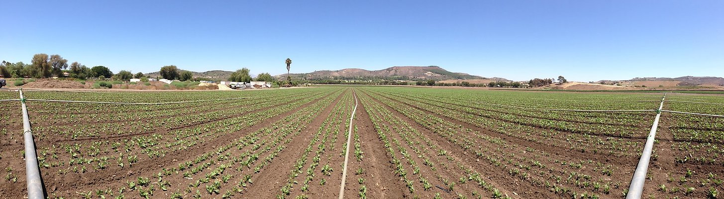 Underwood.Farms.Parsley.Center.North.Pan