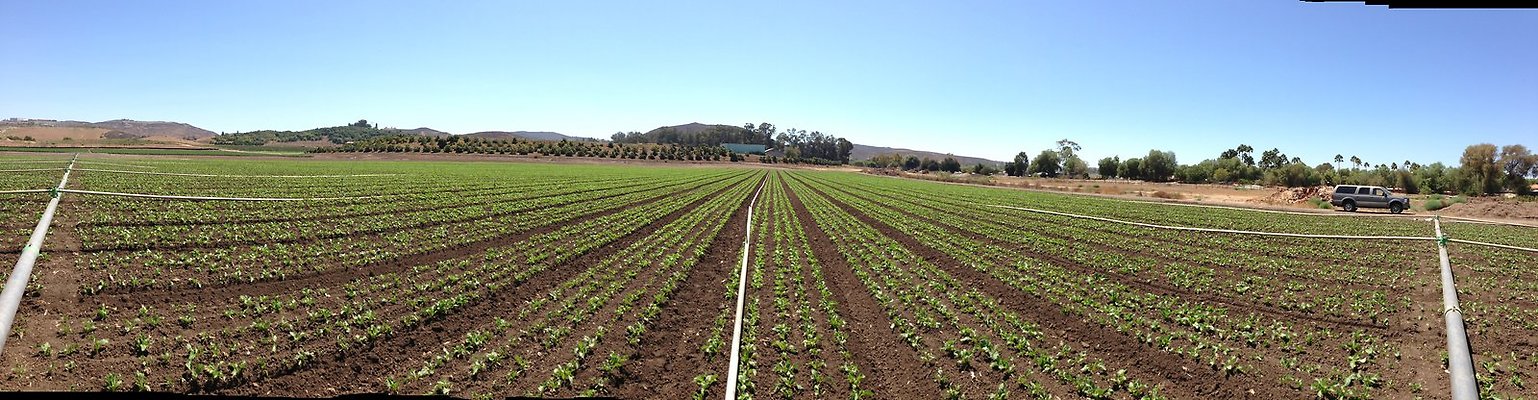 Underwood.Farms.Parsley.Center.South.Pan