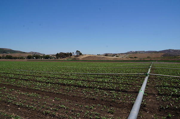 Underwood Farms.Parsley.Field.Center03