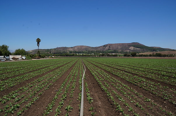 Underwood Farms.Parsley.Field.Center02