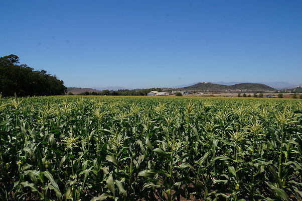 Underwood Farms.Corn.Field05