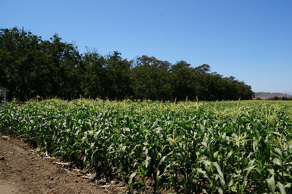 Underwood Farms.Corn.Field12