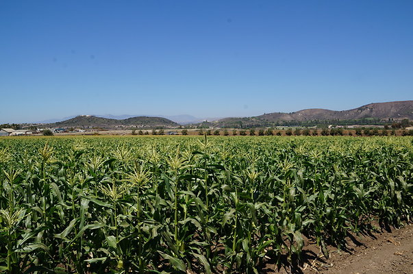 Underwood Farms.Corn.Field07