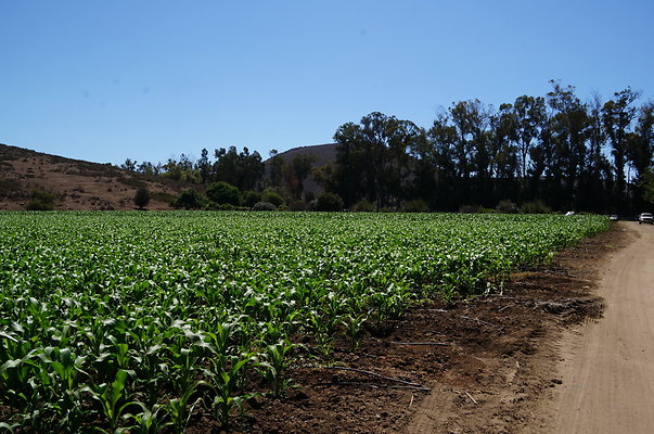 Underwood Farms.Corn.Field03