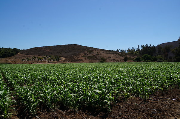 Underwood Farms.Corn.Field10