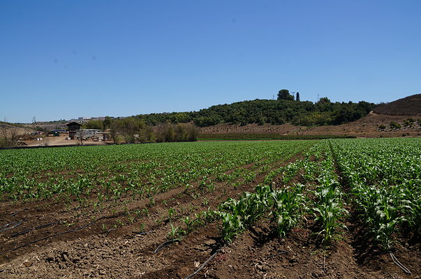 Underwood Farms.Corn.Field09