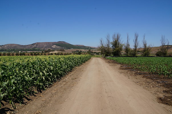 Underwood Farms.Corn.Field08