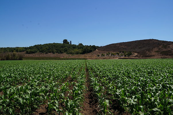 Underwood Farms.Corn.Field