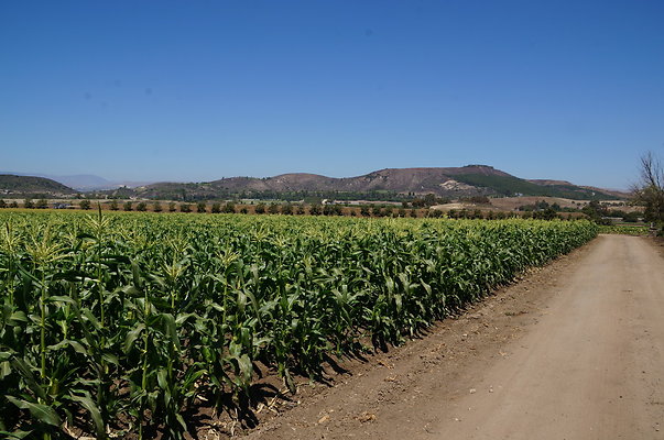 Underwood Farms.Corn.Field06