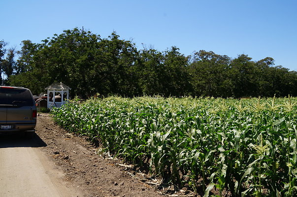 Underwood Farms.Corn.Field04