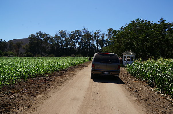 Underwood Farms.Corn.Field11