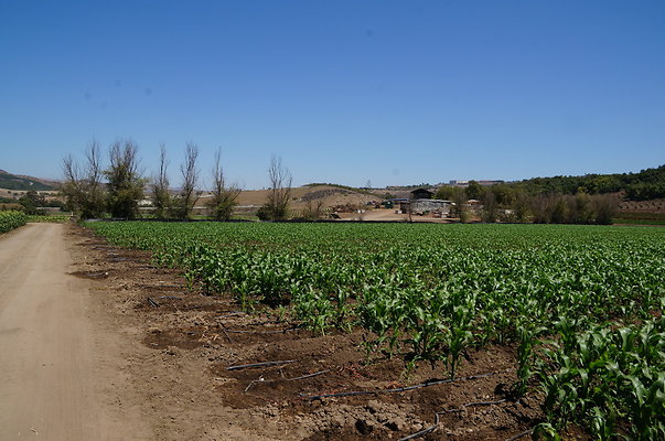 Underwood Farms.Corn.Field01