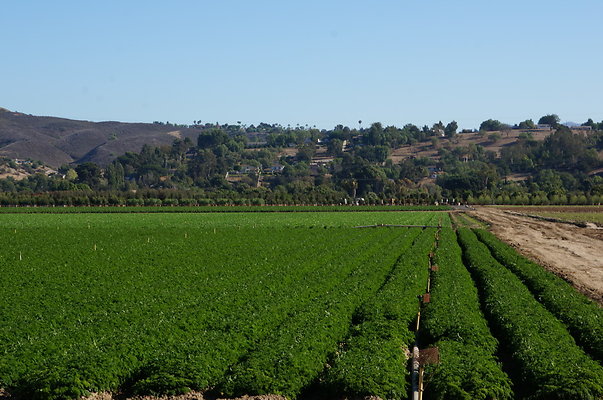 Parsley.Field.Moorpark09