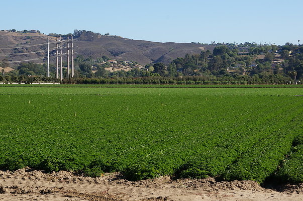 Parsley.Field.Moorpark05