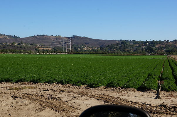 Parsley.Field.Moorpark03