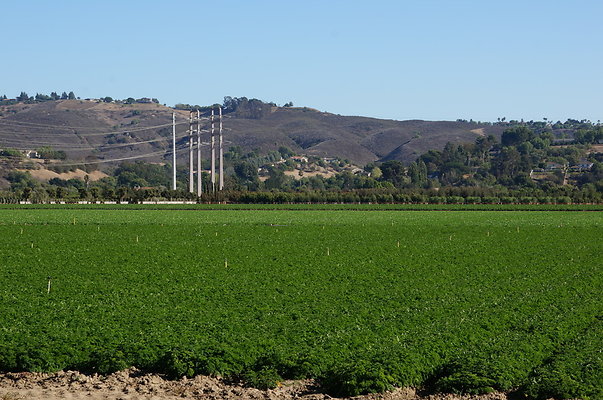 Parsley.Field.Moorpark08