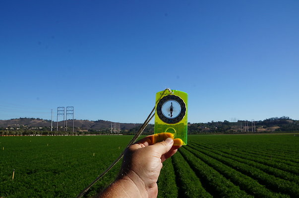 Parsley.Field.Moorpark15