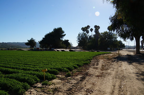 Parsley.Field.Moorpark12