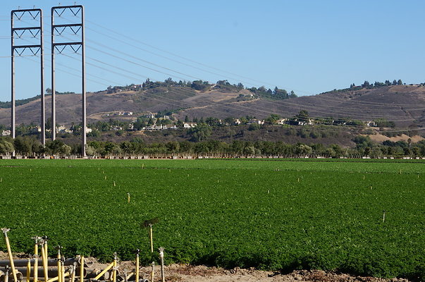 Parsley.Field.Moorpark07