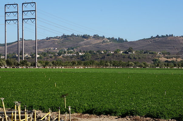 Parsley.Field.Moorpark07