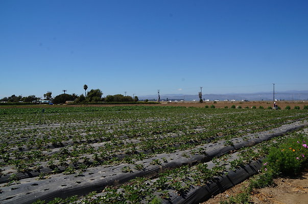 McGrath.Farms.Strawberrys.Flowers07