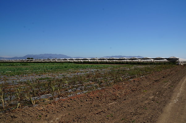 McGrath.Farms.Strawberrys.Flowers03