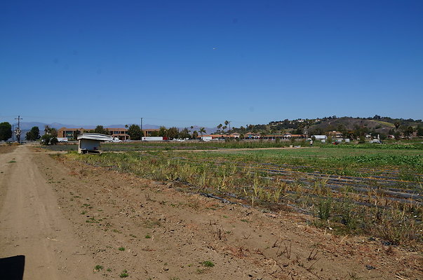 McGrath.Farms.Strawberrys.Flowers01