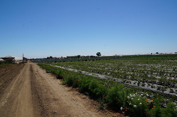 McGrath.Farms.Strawberrys.Flowers04